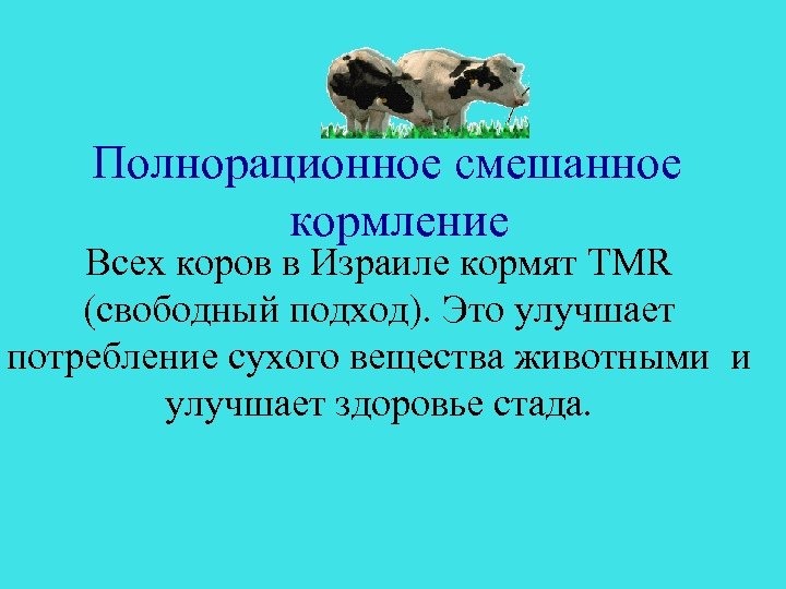 Полнорационное смешанное кормление Всех коров в Израиле кормят TMR (свободный подход). Это улучшает потребление