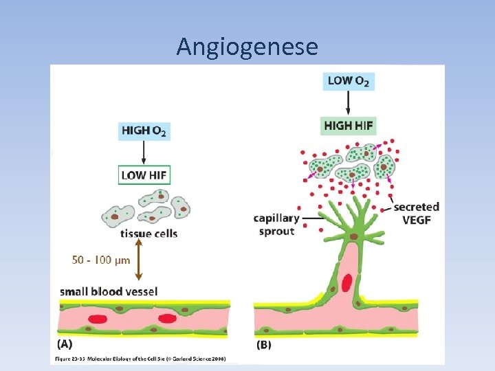 Angiogenese 