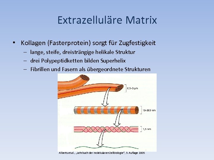 Extrazelluläre Matrix • Kollagen (Fasterprotein) sorgt für Zugfestigkeit – lange, steife, dreisträngige helikale Struktur