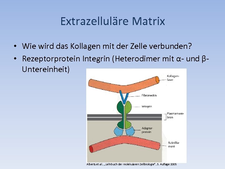 Extrazelluläre Matrix • Wie wird das Kollagen mit der Zelle verbunden? • Rezeptorprotein Integrin