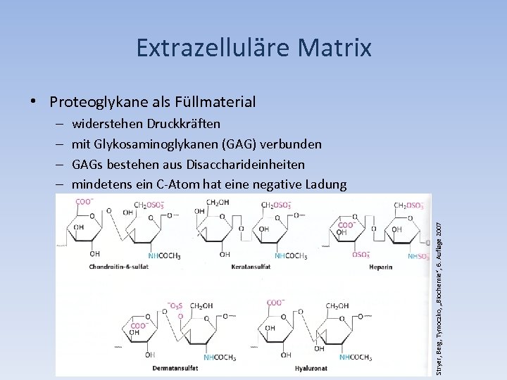 Extrazelluläre Matrix • Proteoglykane als Füllmaterial widerstehen Druckkräften mit Glykosaminoglykanen (GAG) verbunden GAGs bestehen