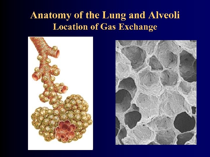 Anatomy of the Lung and Alveoli Location of Gas Exchange 