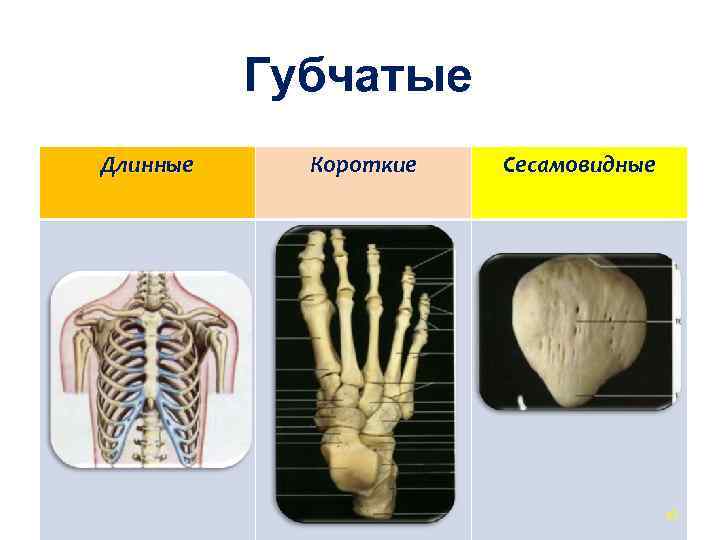 Губчатые кости примеры. Губчатые сесамовидные кости. Губчатые кости на скелете. Короткая губчатая кость строение.