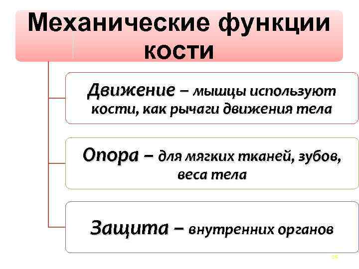 Функции костей