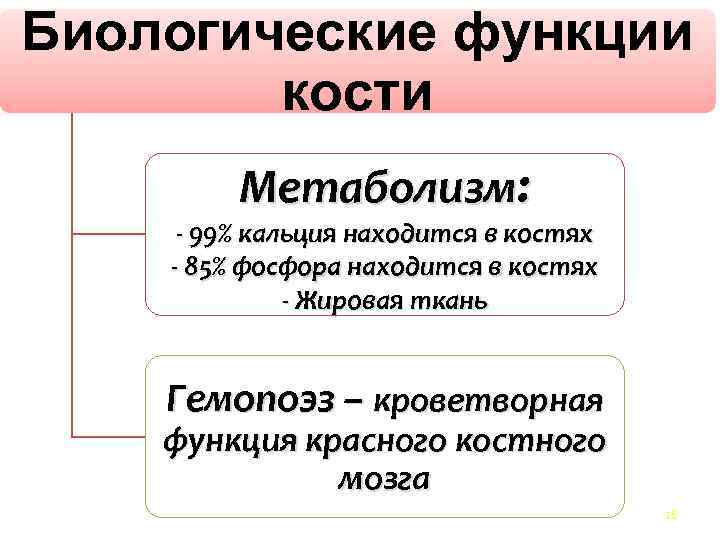 Биологические функции кости Метаболизм: - 99% кальция находится в костях - 85% фосфора находится