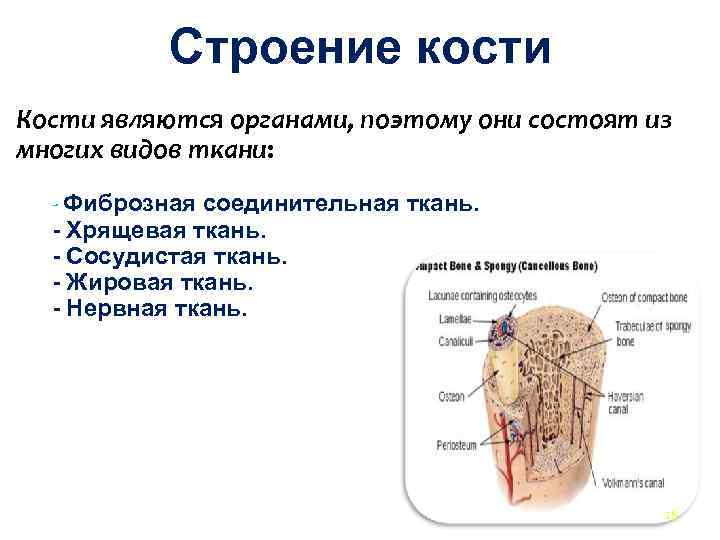  Строение кости Кости являются органами, поэтому они состоят из многих видов ткани: -