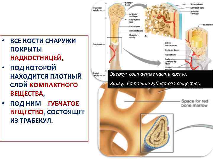 Чем покрыта кость снаружи