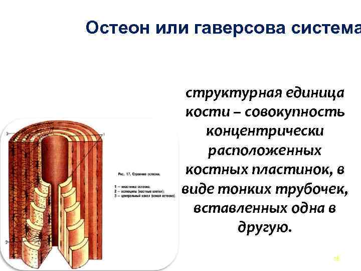 Остеон или гаверсова система структурная единица кости – совокупность концентрически расположенных костных пластинок, в