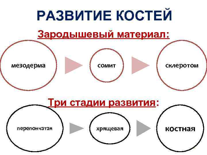  РАЗВИТИЕ КОСТЕЙ Зародышевый материал: мезодерма сомит склеротом Три стадии развития: перепончатая хрящевая костная