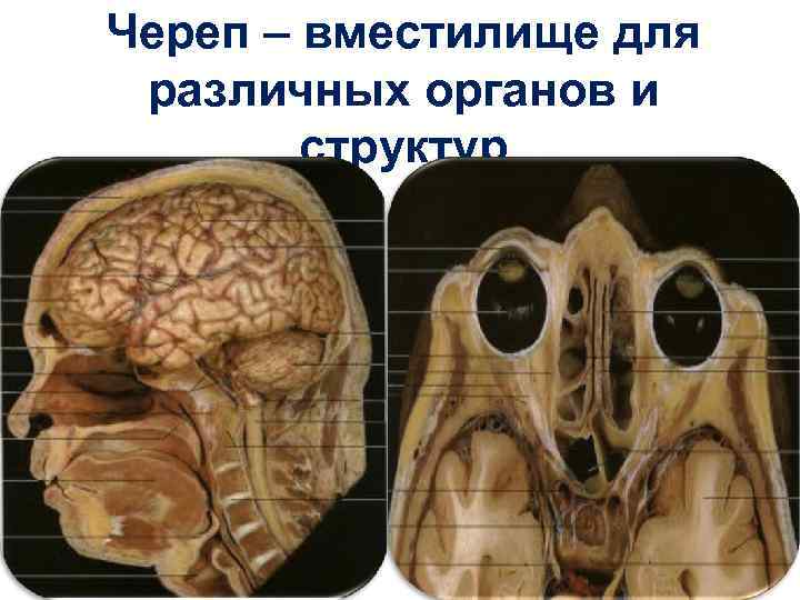 Череп – вместилище для различных органов и структур 35 