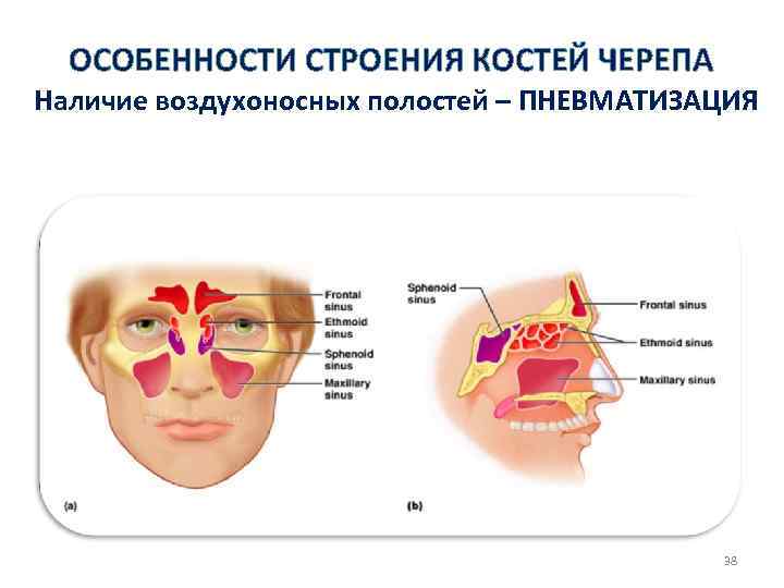 Воздухоносные кости. Пневматические воздухоносные кости черепа. Воздухоносные кости черепа их функции. Воздухоносные кости черепа строение. Воздухоносные пазухи костей черепа.