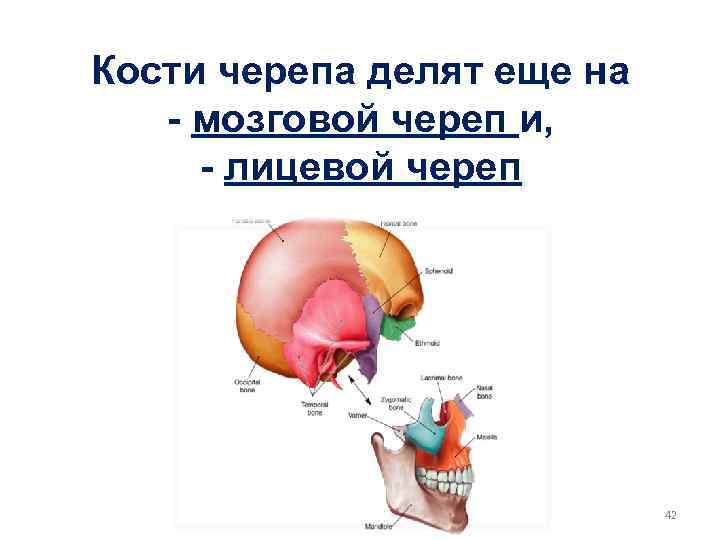 Кости черепа делят еще на - мозговой череп и, - лицевой череп 42 