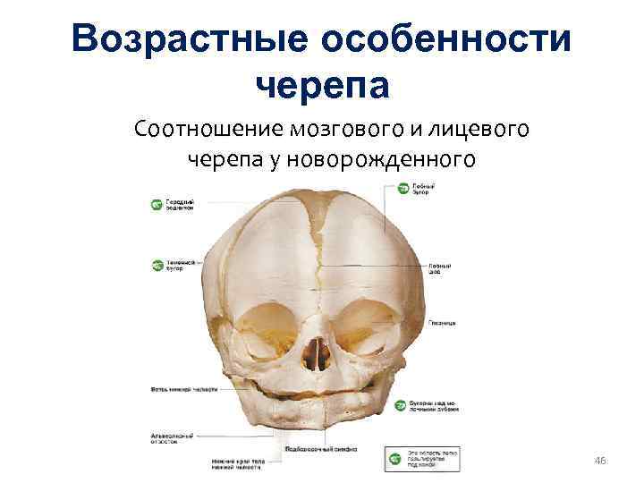 Полости лицевого черепа