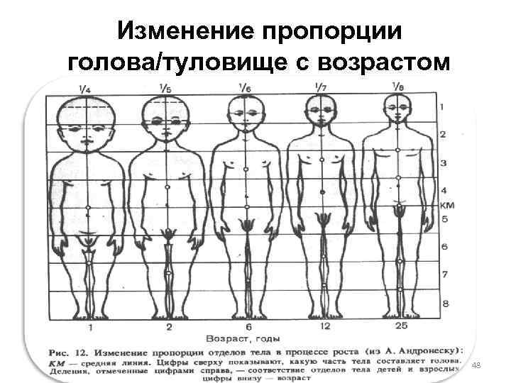 Пропорции ребенка