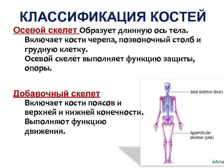 Какая ткань образует скелет