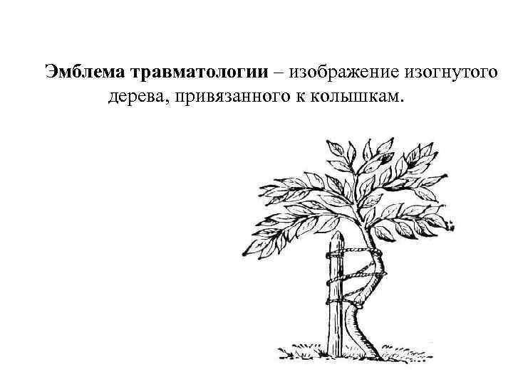 Эмблема травматологии – изображение изогнутого дерева, привязанного к колышкам. 