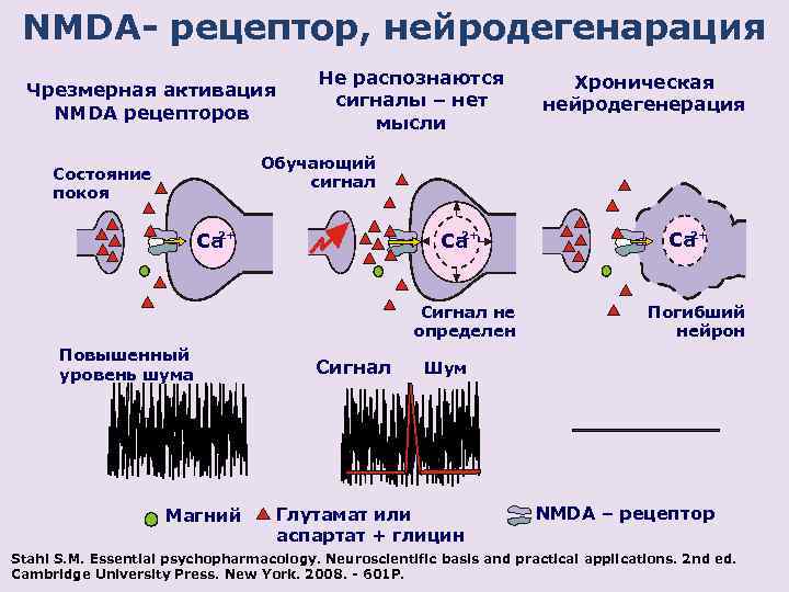 Nmda рецепторы это. НМДА рецепторы функция. Активация NMDA рецепторов. Глутаматные рецепторы головного мозга. Антагонисты NMDA-рецепторов.