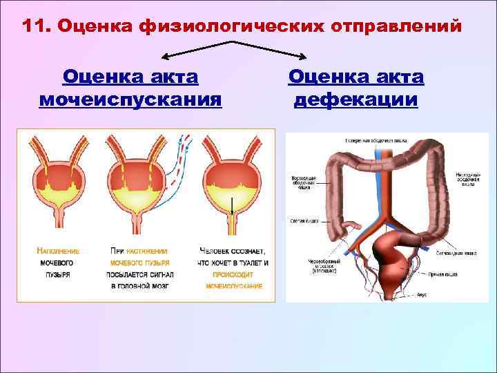 11. Оценка физиологических отправлений Оценка акта мочеиспускания  дефекации 