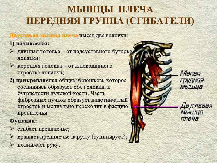 Мышцы сгибающие. Мышцы разгибатели плечевого сустава. Передняя группа мышц плеча. Мышцы участвующие в сгибании плеча. Передняя группа мышц плеча их функции.