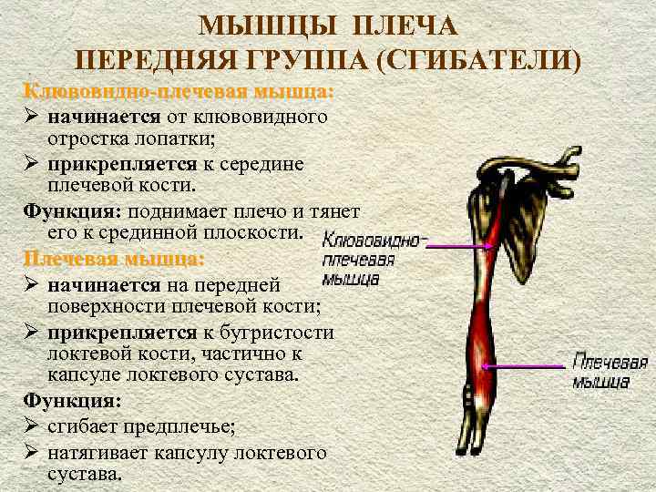  МЫШЦЫ ПЛЕЧА ПЕРЕДНЯЯ ГРУППА (СГИБАТЕЛИ) Клювовидно-плечевая мышца: Ø начинается от клювовидного отростка лопатки;