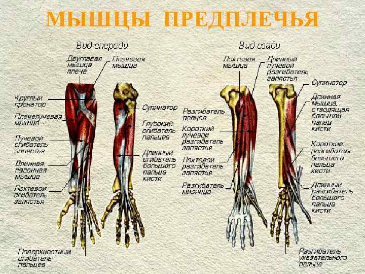 МЫШЦЫ ПРЕДПЛЕЧЬЯ 