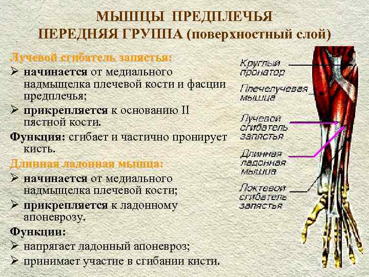 Мышцы предплечья передняя группа