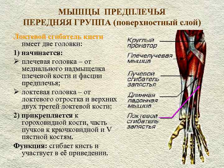 Мышцы предплечья. Мышцы предплечья анатомия передняя группа. Функции мышц плеча предплечья кисти. Задние мышцы предплечья таблица. Поверхностные мышцы предплечья сгибатели.