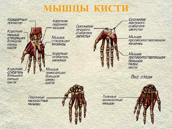 МЫШЦЫ КИСТИ 