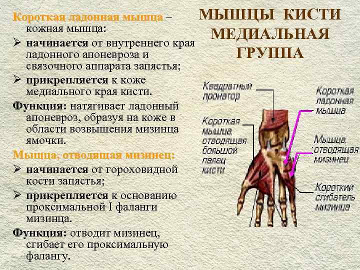 Короткая ладонная мышца – МЫШЦЫ КИСТИ кожная мышца: Ø начинается от внутреннего края МЕДИАЛЬНАЯ