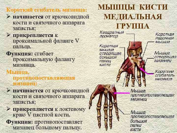 Короткий сгибатель мизинца: МЫШЦЫ КИСТИ Ø начинается от крючковидной МЕДИАЛЬНАЯ кости и связочного аппарата