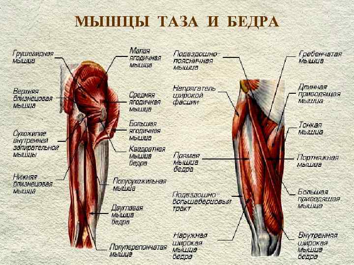 МЫШЦЫ ТАЗА И БЕДРА 