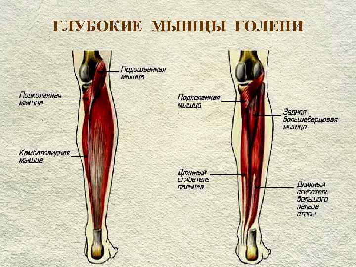 Где находится голень у человека впр. Глубокие мышцы голени задней группы.