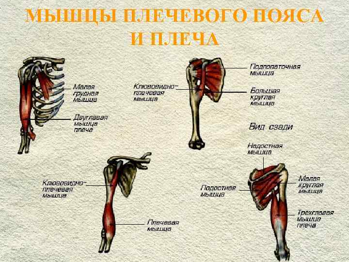 Верхний плечевой пояс это