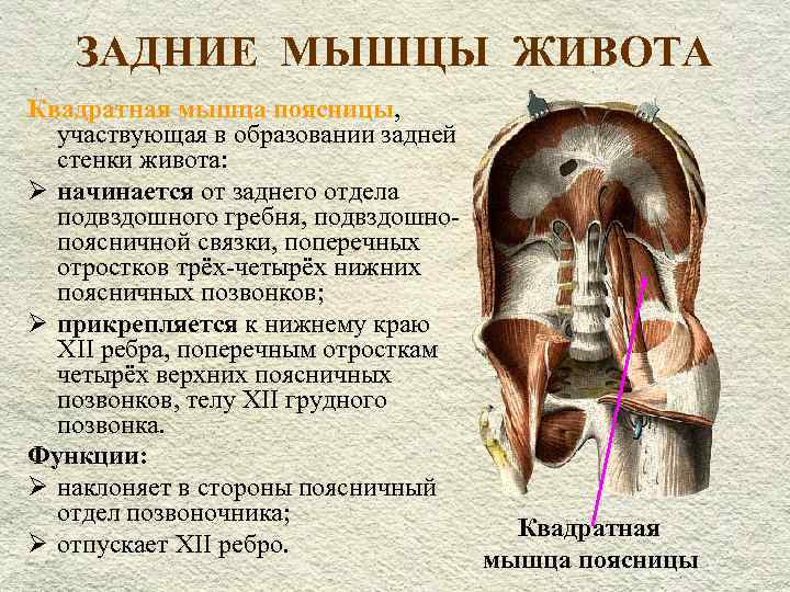  ЗАДНИЕ МЫШЦЫ ЖИВОТА Квадратная мышца поясницы, участвующая в образовании задней стенки живота: Ø