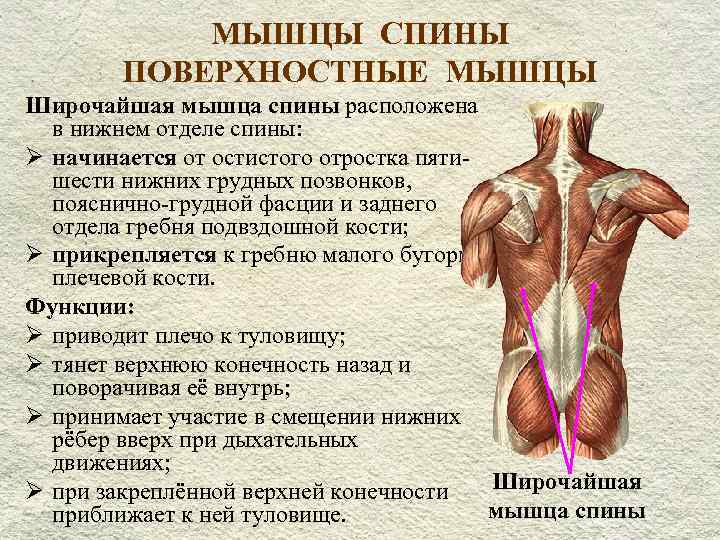  МЫШЦЫ СПИНЫ ПОВЕРХНОСТНЫЕ МЫШЦЫ Широчайшая мышца спины расположена в нижнем отделе спины: Ø