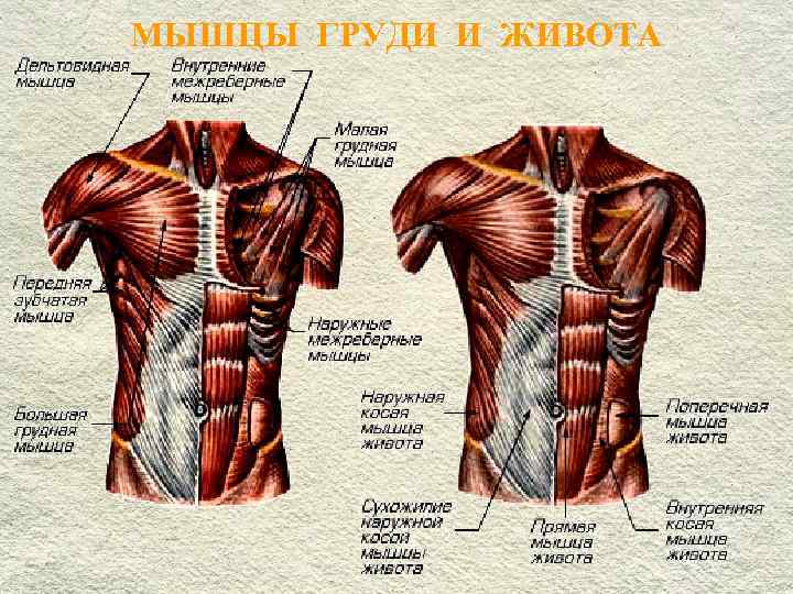 МЫШЦЫ ГРУДИ И ЖИВОТА 