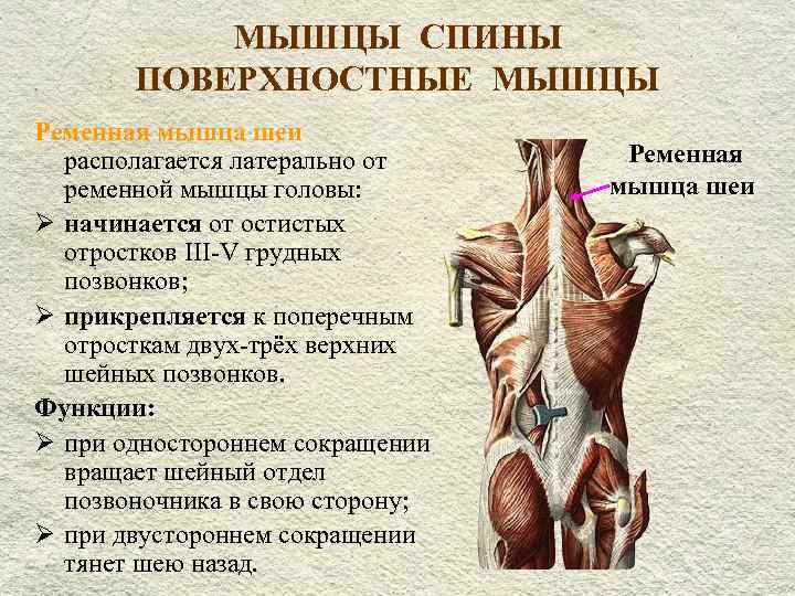  МЫШЦЫ СПИНЫ ПОВЕРХНОСТНЫЕ МЫШЦЫ Ременная мышца шеи располагается латерально от Ременная ременной мышцы