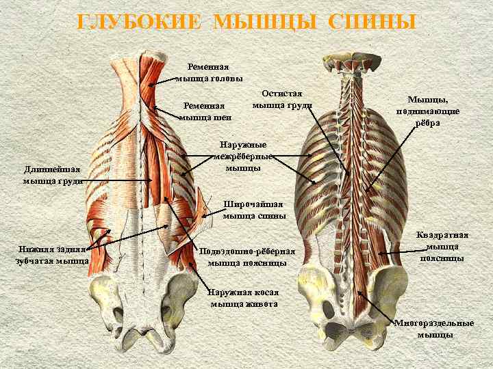  ГЛУБОКИЕ МЫШЦЫ СПИНЫ Ременная мышца головы Остистая Мышцы, Ременная мышца груди поднимающие мышца