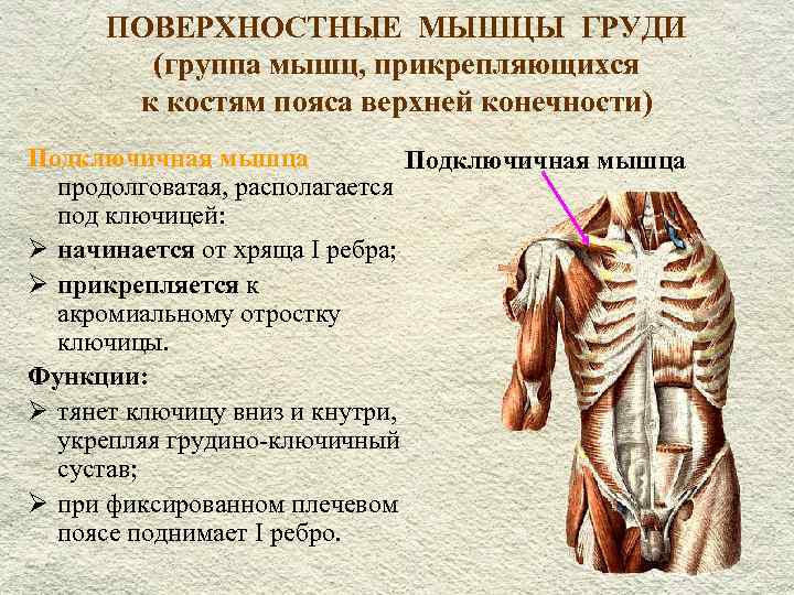  ПОВЕРХНОСТНЫЕ МЫШЦЫ ГРУДИ (группа мышц, прикрепляющихся к костям пояса верхней конечности) Подключичная мышца