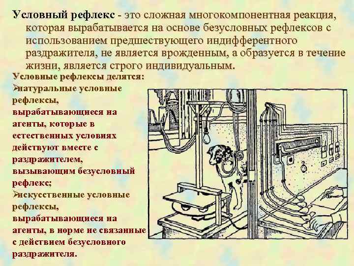 Условный рефлекс - это сложная многокомпонентная реакция, которая вырабатывается на основе безусловных рефлексов с