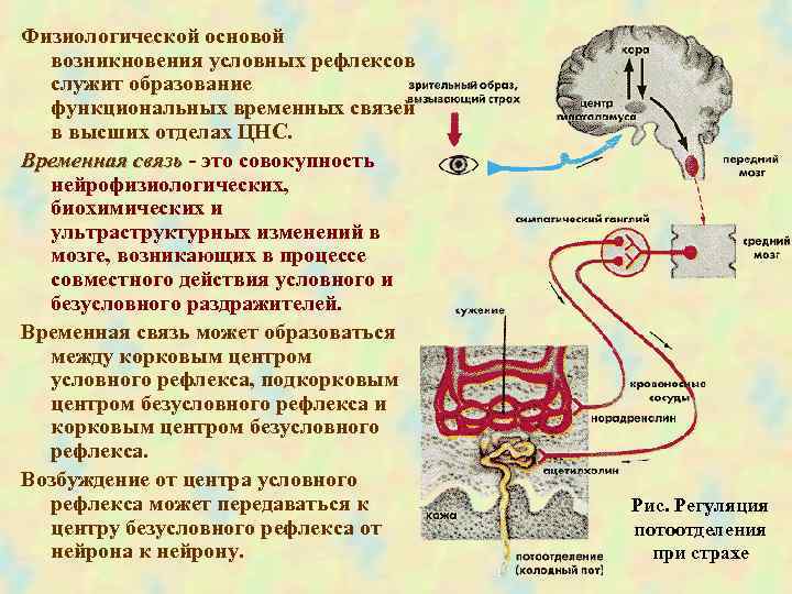 Условный происхождение