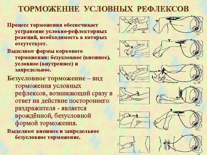  ТОРМОЖЕНИЕ УСЛОВНЫХ РЕФЛЕКСОВ Процесс торможения обеспечивает устранение условно-рефлекторных реакций, необходимость в которых отсутствует.