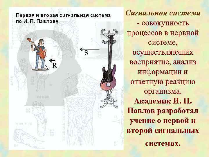 Сигнальная система - совокупность процессов в нервной системе, осуществляющих восприятие, анализ информации и ответную