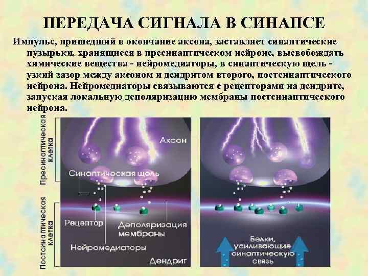  ПЕРЕДАЧА СИГНАЛА В СИНАПСЕ Импульс, пришедший в окончание аксона, заставляет синаптические пузырьки, хранящиеся
