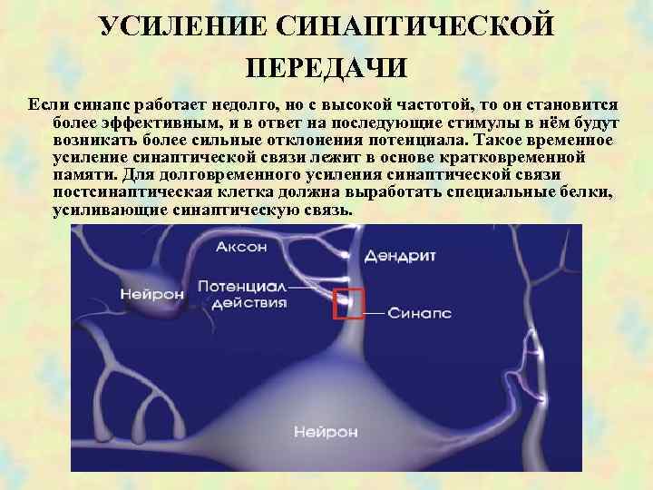 УСИЛЕНИЕ СИНАПТИЧЕСКОЙ ПЕРЕДАЧИ Если синапс работает недолго, но с высокой частотой, то он