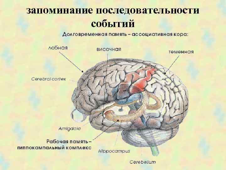 запоминание последовательности событий 