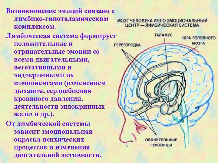 Возникновение эмоций связано с лимбико-гипоталамическим комплексом. Лимбическая система формирует положительные и отрицательные эмоции со