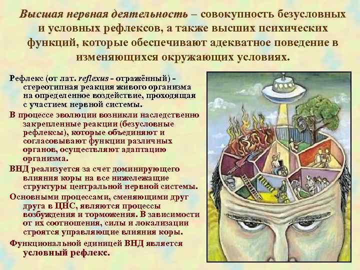  Высшая нервная деятельность – совокупность безусловных и условных рефлексов, а также высших психических
