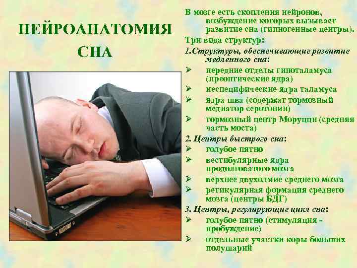  В мозге есть скопления нейронов, возбуждение которых вызывает НЕЙРОАНАТОМИЯ развитие сна (гипногенные центры).