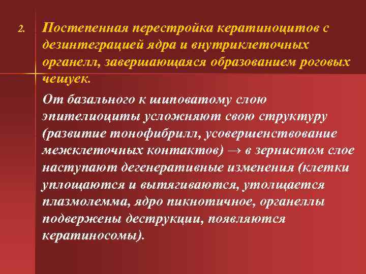 2. Постепенная перестройка кератиноцитов с дезинтеграцией ядра и внутриклеточных органелл, завершающаяся образованием роговых чешуек.